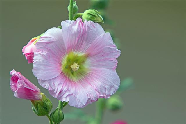 Pink Hollyhock
