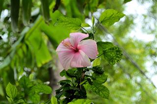 Pink Hibiscus
