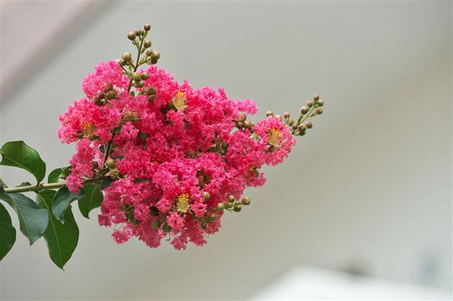 Flower Of The Crape Myrtle