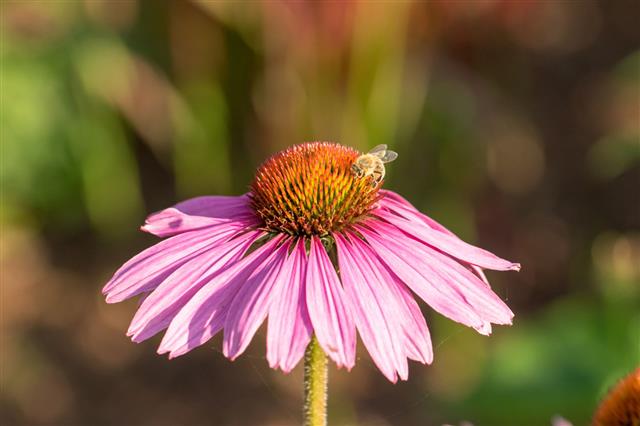 Echinacea With Bee