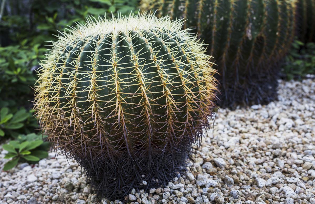 giant echinocactus grusonii, beautiful garden decoration