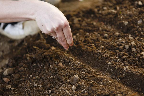 Sowing seeds