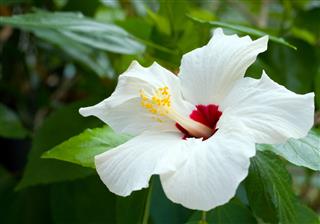 White Hibiscus