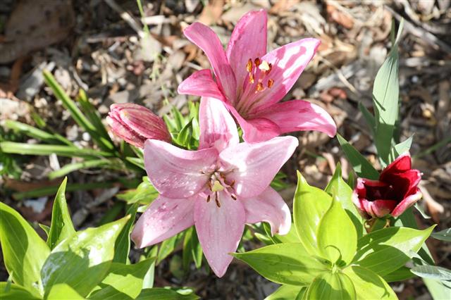 Pink Lily