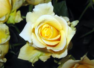 Yellow Rose in Garden