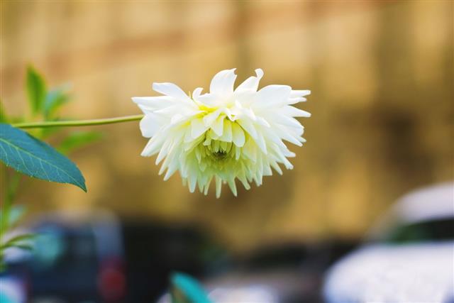 White Aster Flower