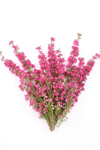 Heather