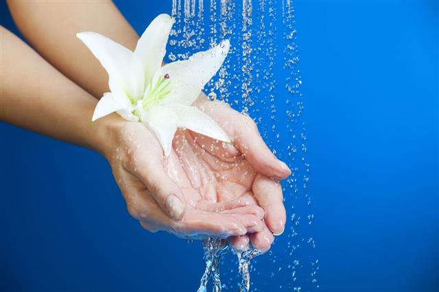 Woman Hand With White Lily Flower