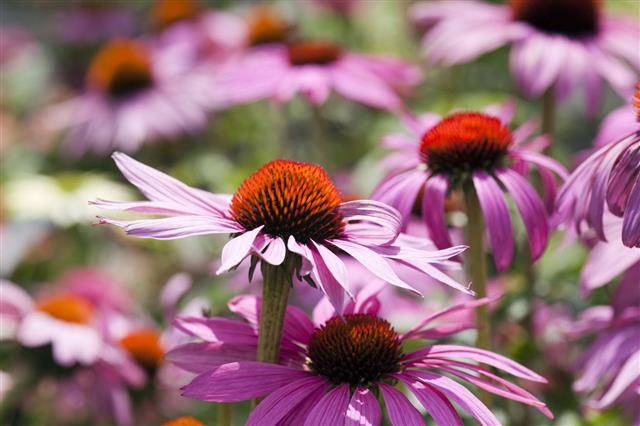 Echinacea Flower