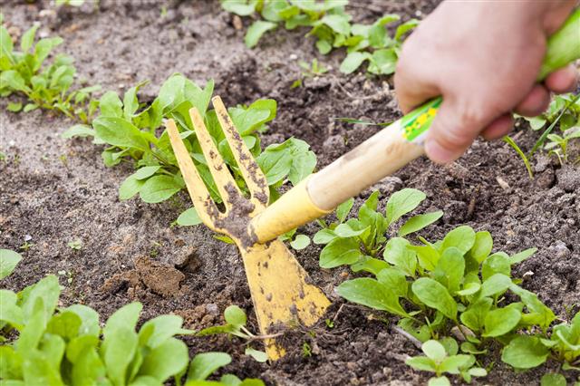 Removing Weeds From Garden