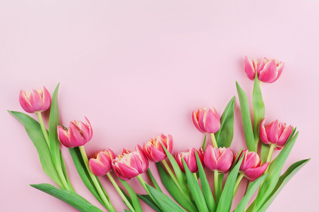 Pink Tulip Flowers