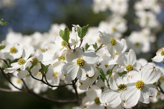 Dogwood Blossom