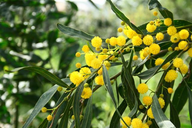 Mimosa Tree Flowers