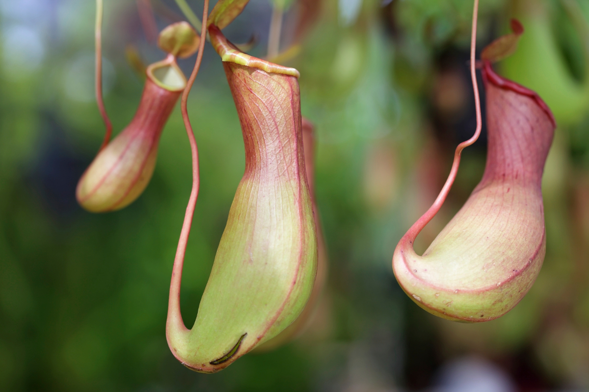 tropical pitcher plant