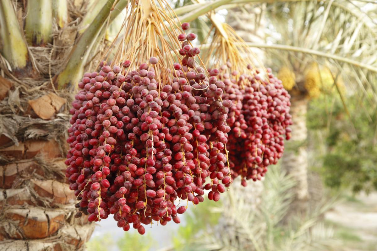 red dates