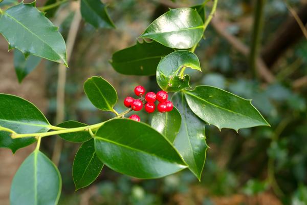 holly