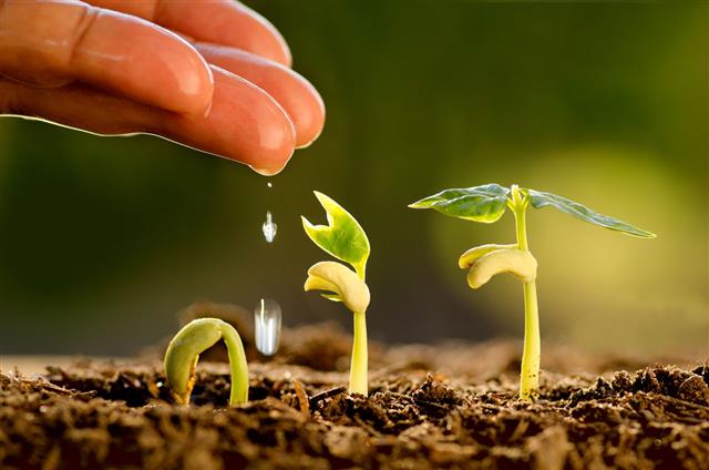 Watering Young Tree
