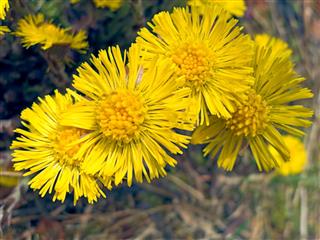 Coltsfoot Flowers