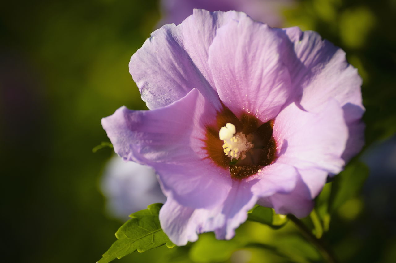 Rose Of Sharon