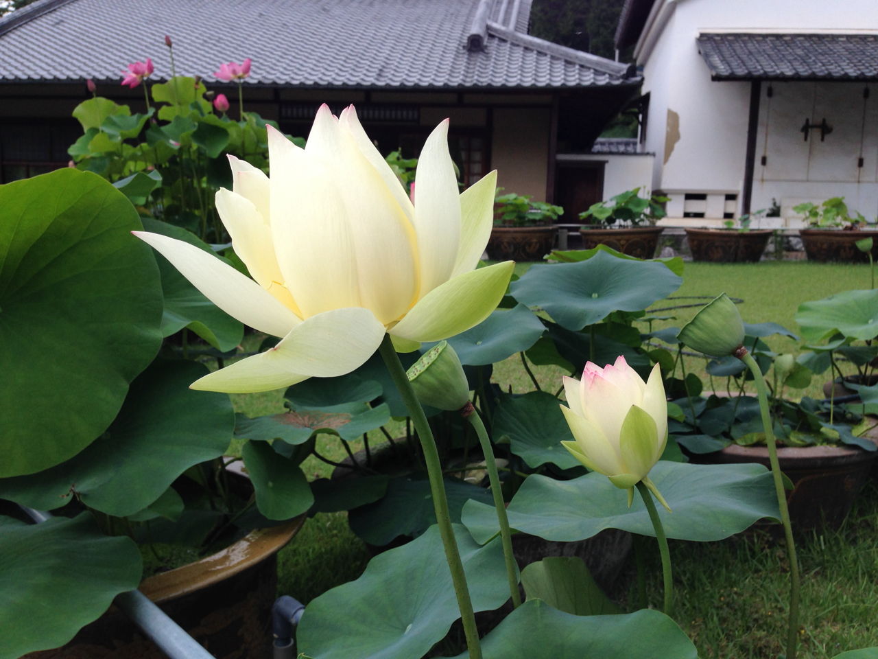 Hasu A Lotus Flower