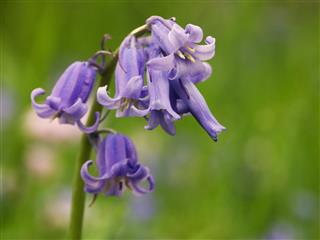 Blooming Bluebells