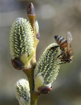 Bee gathering nectar