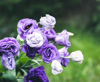 Purple And White Lisianthus