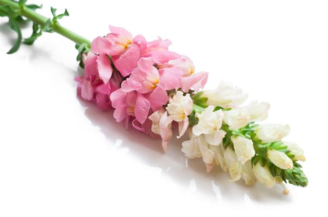 Pink Flowers Of Snapdragon