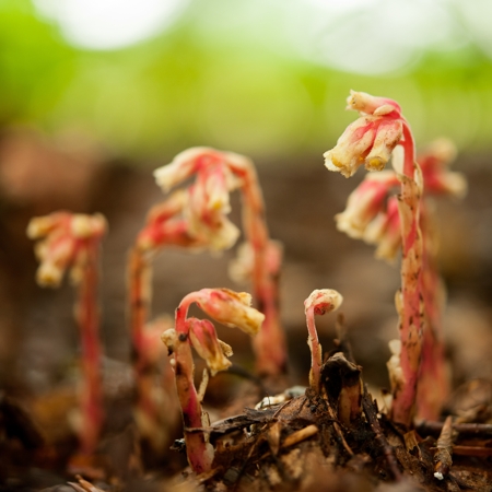 monotropa hypopithys