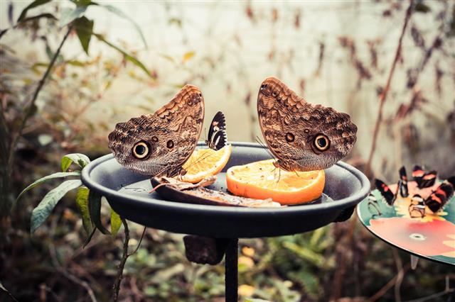Butterflies And Fruit