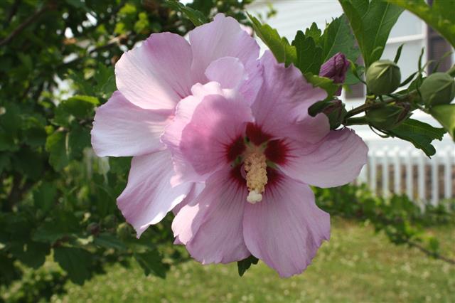 Rose of Sharon