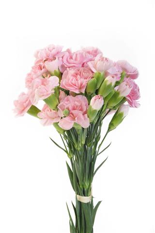 Pink Carnation Flowers