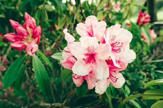 Rhododendron Bloom