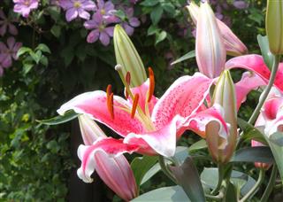 Vibrant Colored Tiger Lily