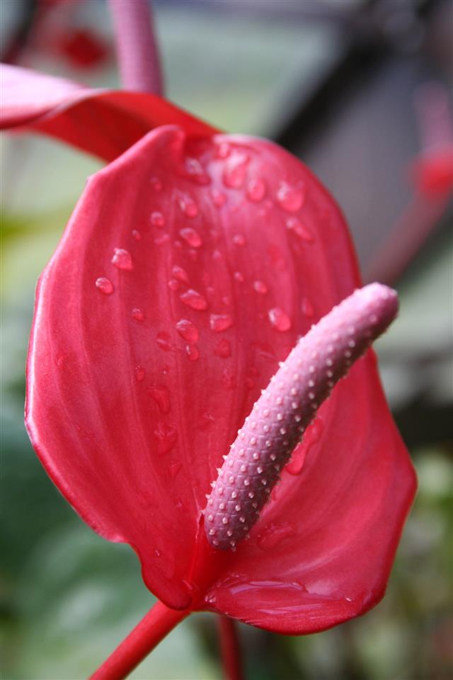 Red Peace Lily