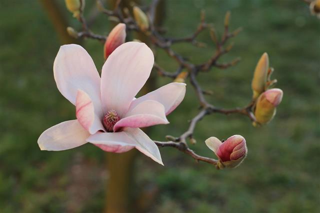 Pink Magnolia Flowers In Garden
