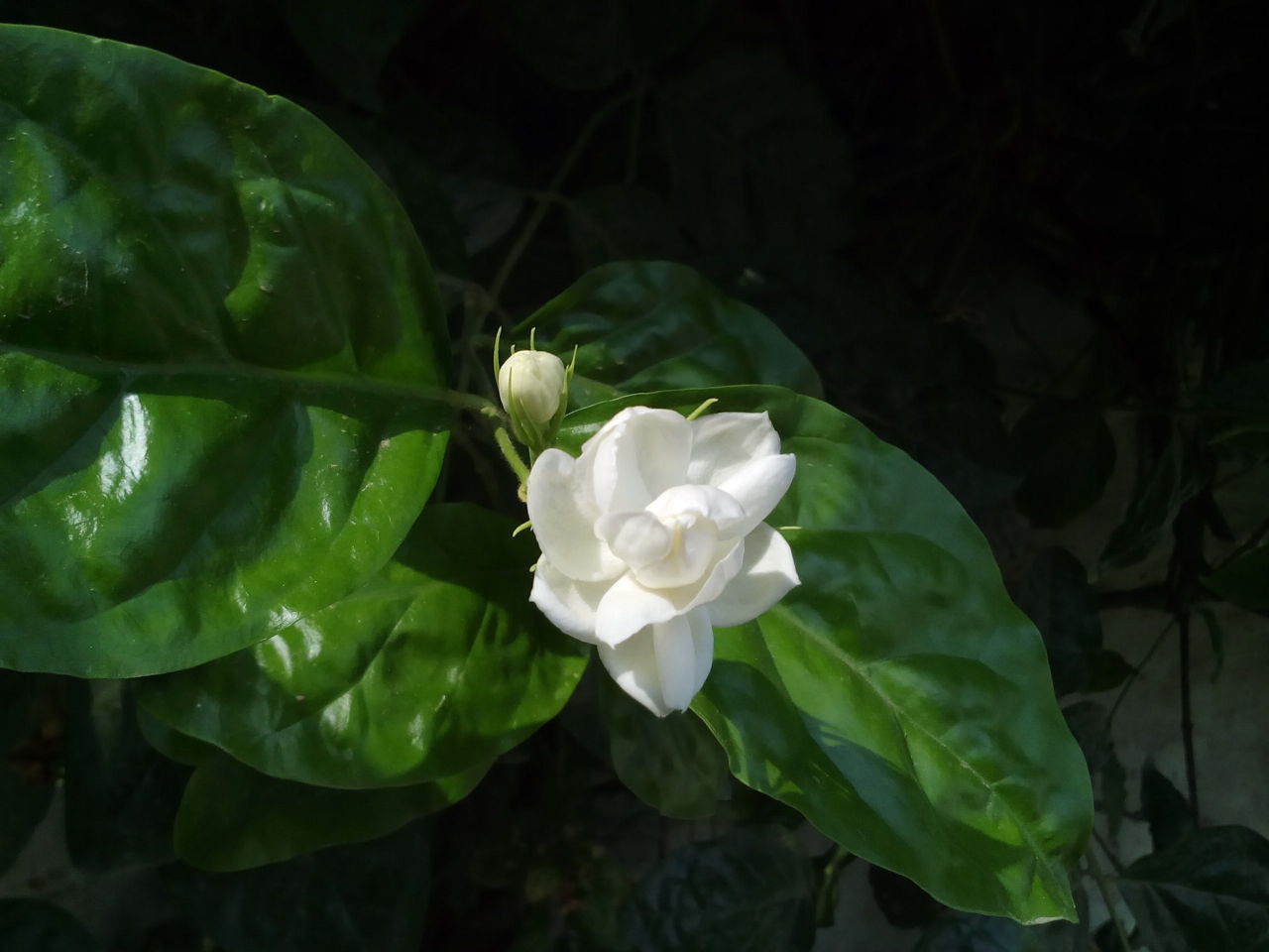 Jasmine Flower
