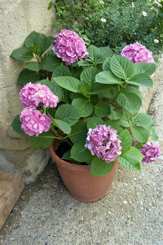 Pink Hydrangea