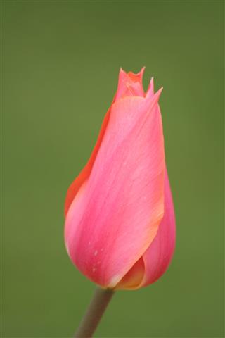 Tulip Bud
