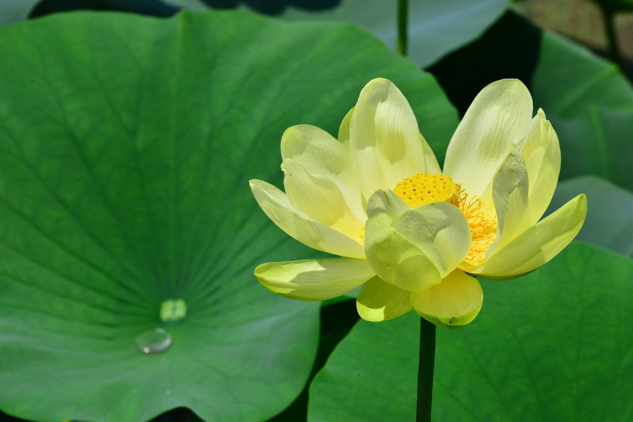 Lotus Flower