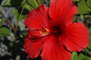 Red hibiscus Hibiscus rosa-sinensis flower