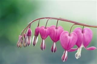 Bleeding Heart Flowers
