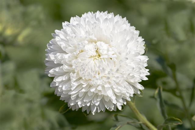 Aster