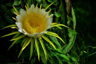 white flower of dragon fruit