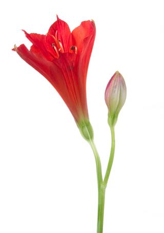 Alstroemeria