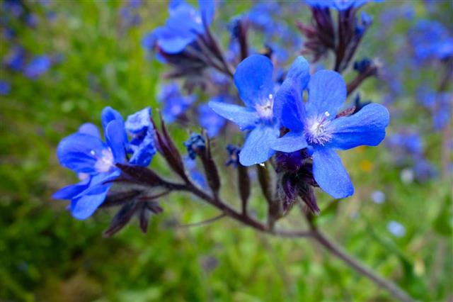 Lobelia