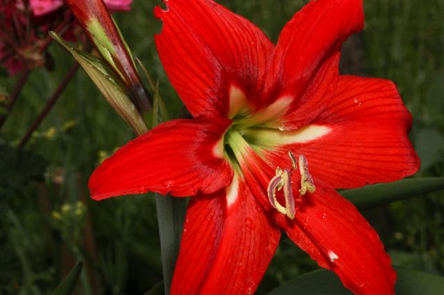 Amaryllis