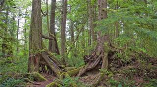 Western Red Cedar