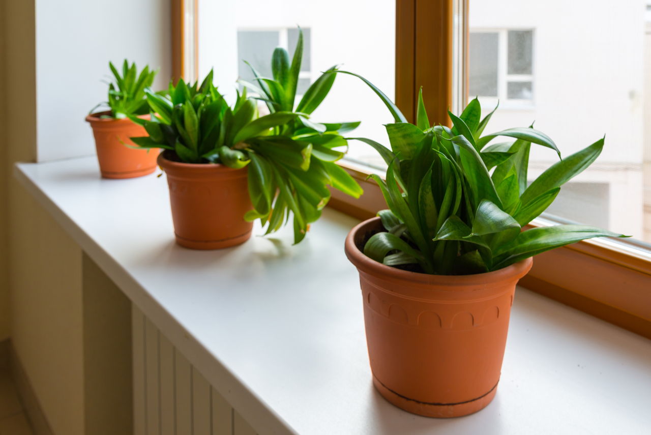 Three Sansevieria Stand