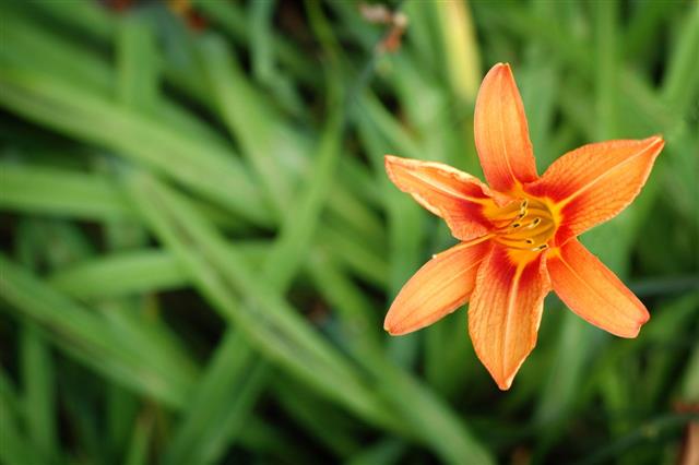 Tiger Lily